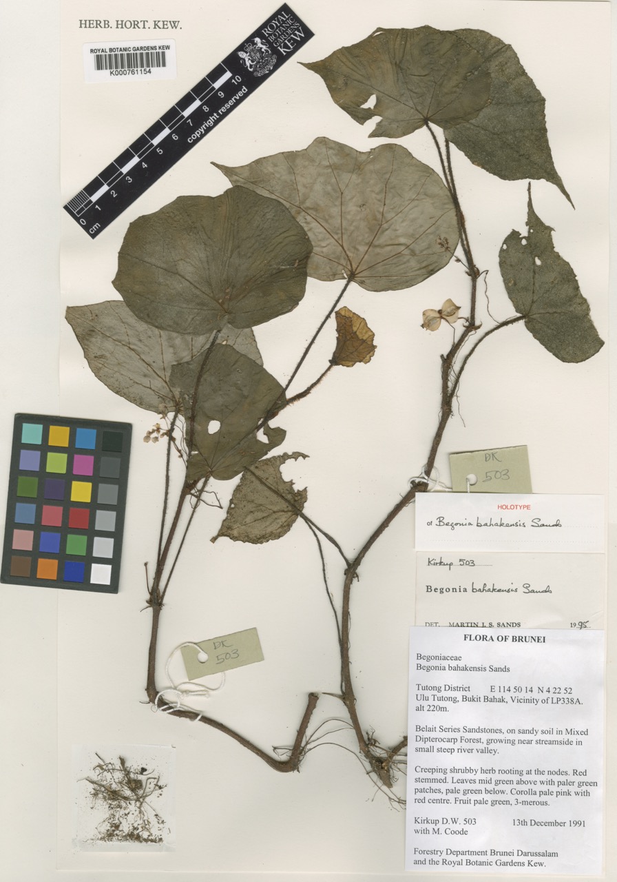 B. bahakensis
